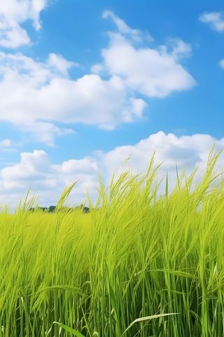 水稻阳光清新摄影