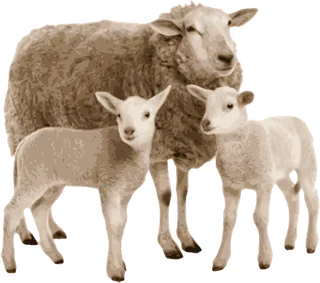 卡通羊绵羊素材