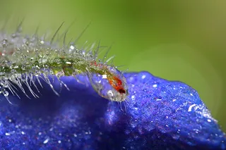 风景 露水 素材拍摄 (135)