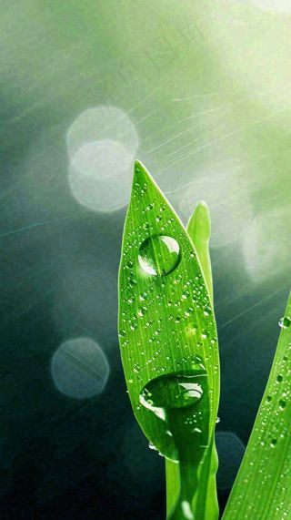 夏天绿植叶子露珠萌芽清新，雨水白露谷雨摄影图