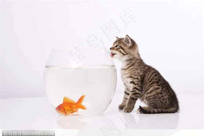 猫舔装着金鱼的玻璃缸