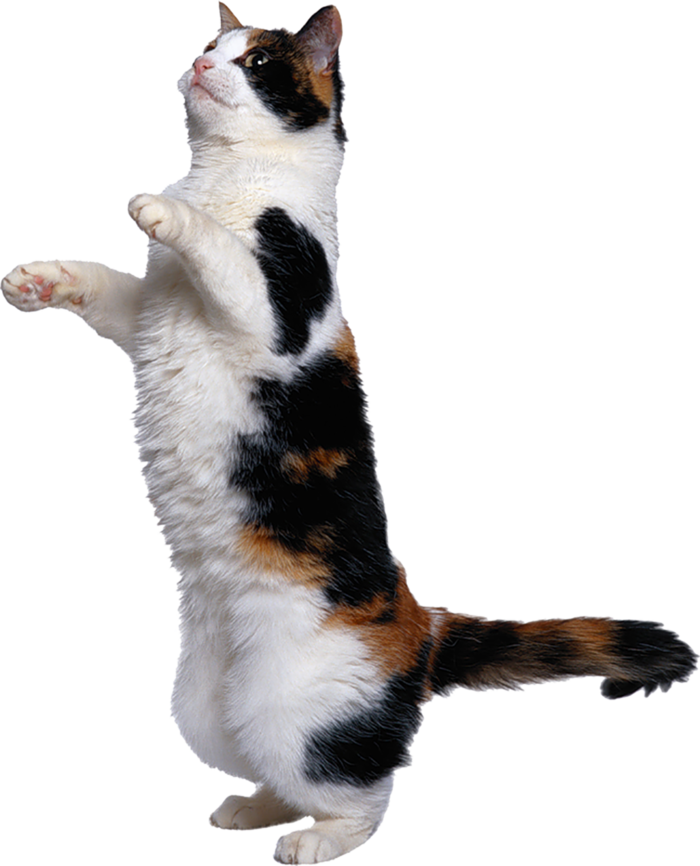 站立猫咪动物