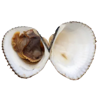 毛蛤 (4)海鲜超市商品红酒白底图免抠实物摄影png格式图片透明底