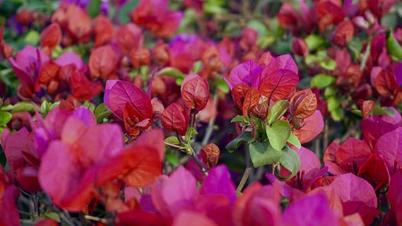 花朵 花束 植物 素材 (138)