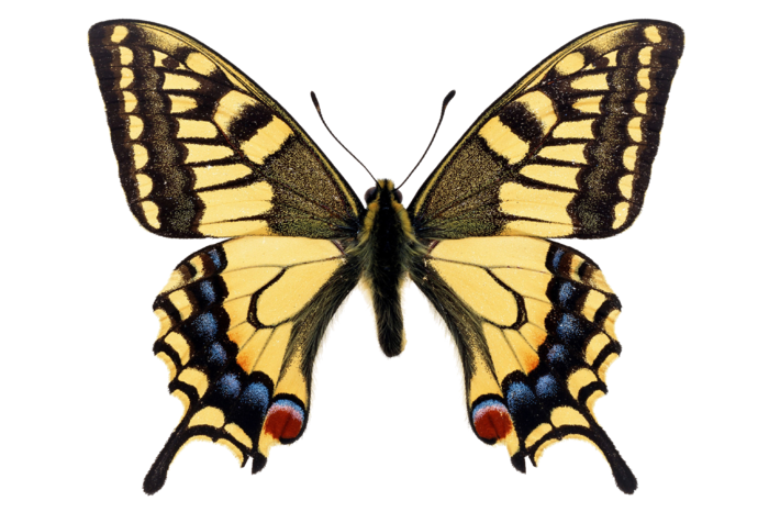 蝴蝶 彩蝶 花蝴蝶 动物 昆虫 免抠