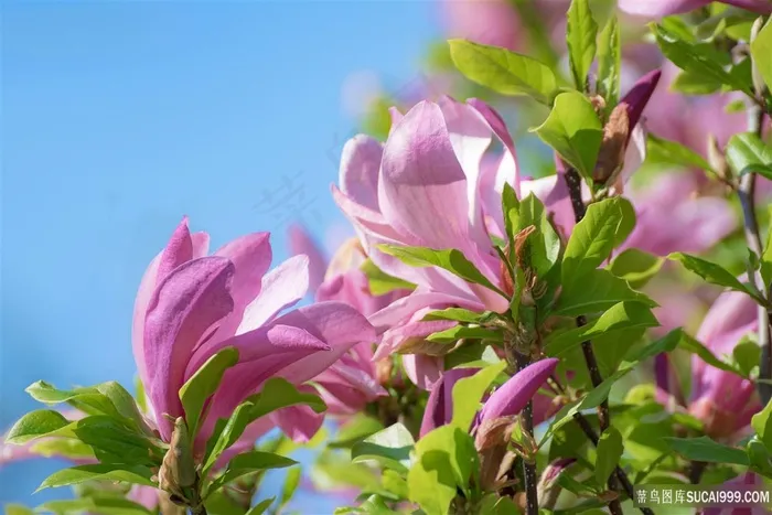 玉兰花开放图片