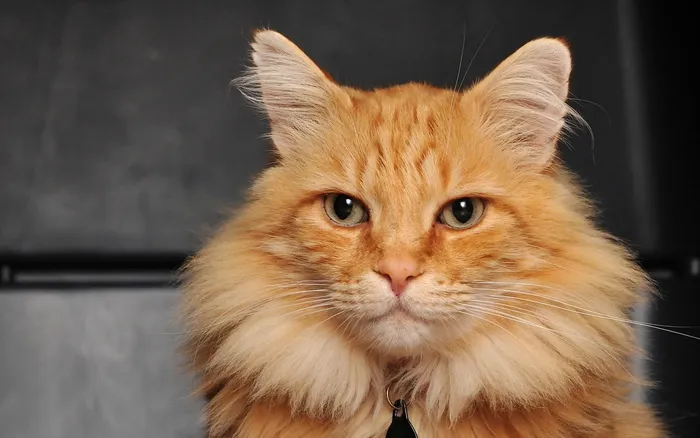黄色的小猫