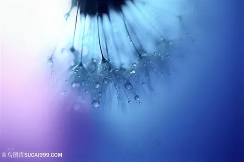 高清唯美蒲公英鲜花图片 高清唯美蒲公英鲜花图片