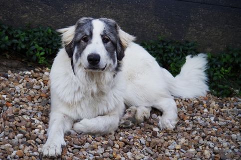 一只休息的白色狗图片