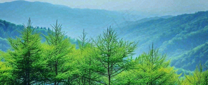 绿色树冠，绿色森林山脉，春天摄影图(1712x704)