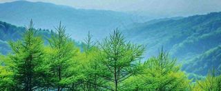 绿色树冠，绿色森林山脉，春天摄影图