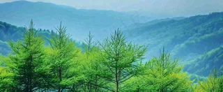 绿色树冠，绿色森林山脉，春天摄影图