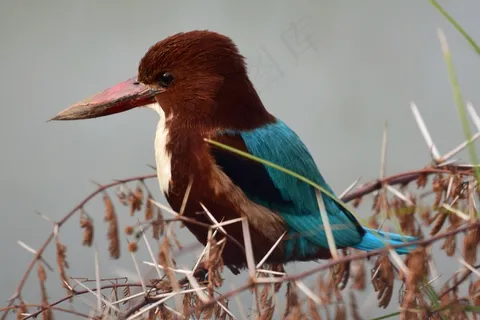 一只大嘴翠鸟图片 一只大嘴翠鸟图片