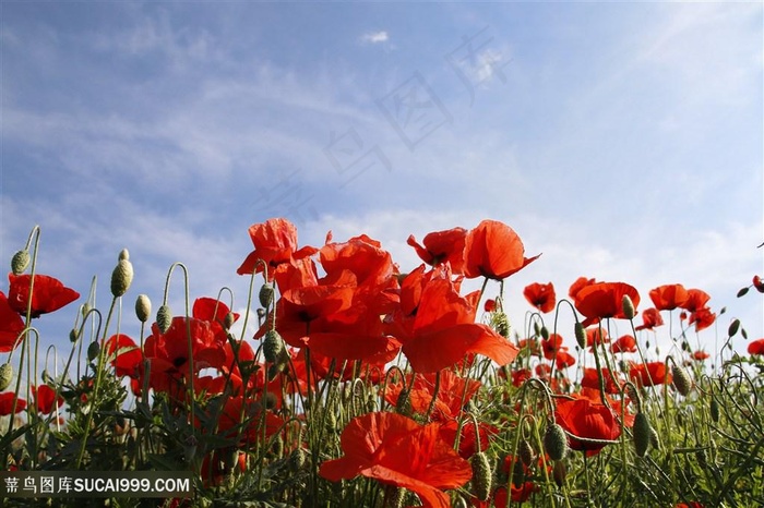 高清唯美虞美人花海图片