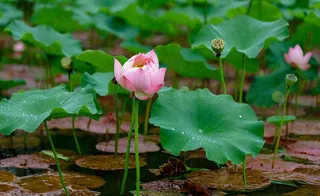 夏天荷塘荷花池荷叶绿色清新，夏至立夏大暑小暑摄影图