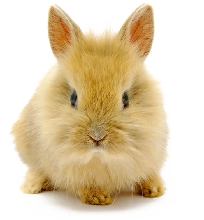 小兔子龙猫