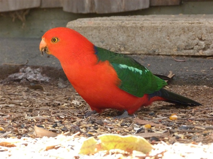 鹦鹉一只jpg素材