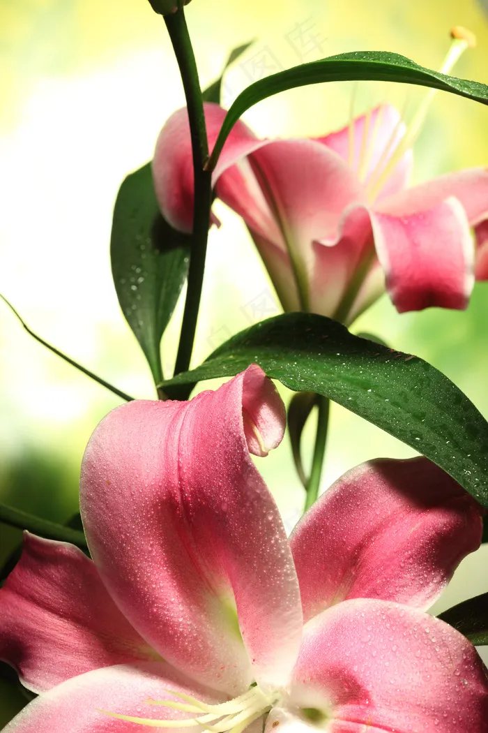 高清百合花图片下载