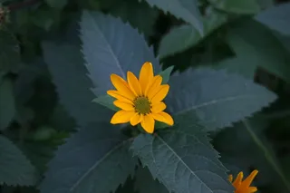 小清新花朵摄影图片