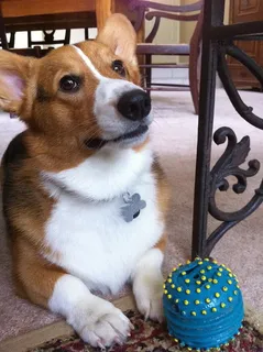 宠物狗柯基犬图片 宠物狗柯基犬图片