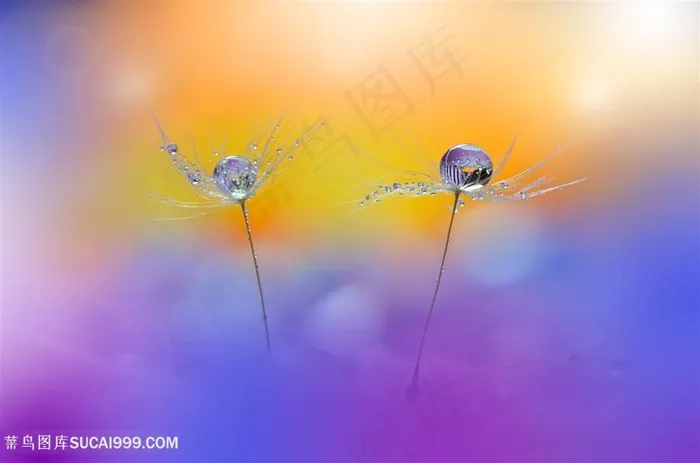 高清唯美水珠蒲公英鲜花图片