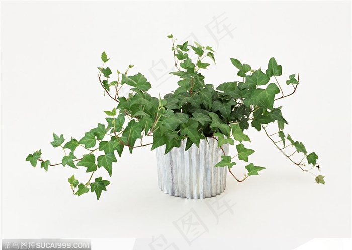 园艺工具-盆中的牵牛花