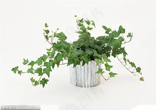 园艺工具-盆中的牵牛花