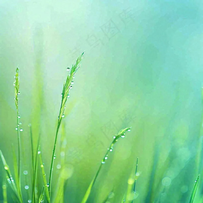 春天草地绿芽雨水露珠阳光，春分谷雨雨水白露摄影图(1024x1024)