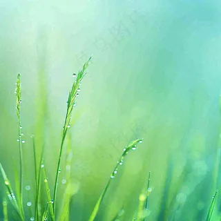 春天草地绿芽雨水露珠阳光，春分谷雨雨水白露摄影图