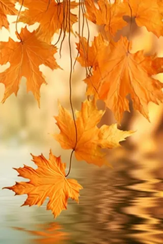 秋天枫叶红了水面倒影风景背景