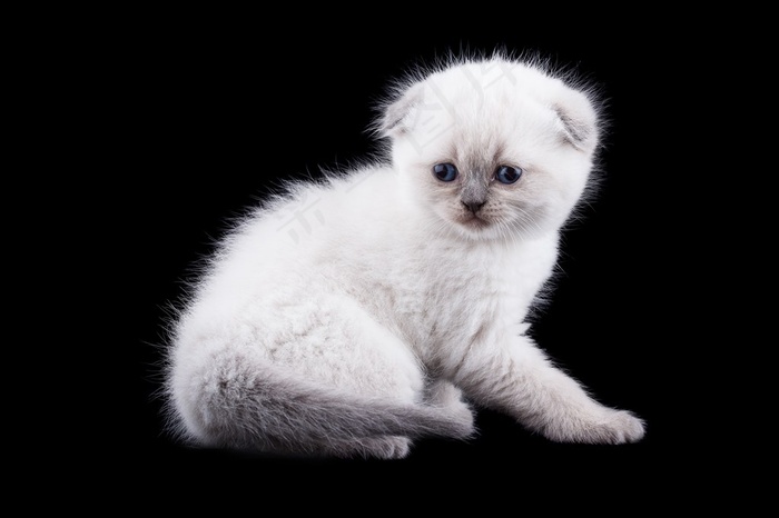 可爱的小猫动物图片