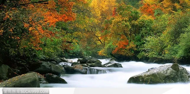 卧龙水雾树林秋色