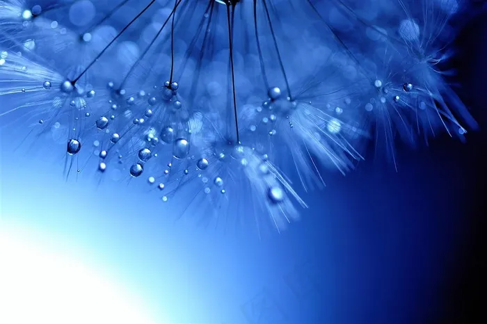 唯美蒲公英鲜花高清壁纸