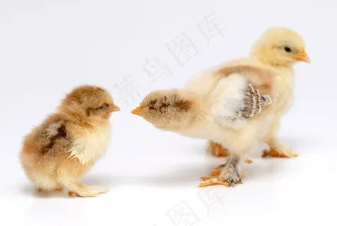 三只可爱小鸡图片