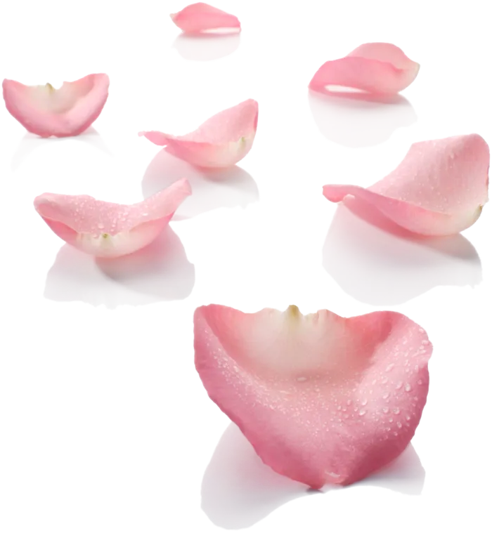 免抠粉色花瓣素材