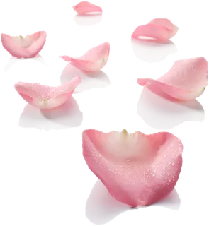 免抠粉色花瓣素材