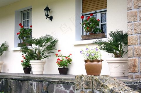 别墅前的几盆植物 别墅前的几盆植物