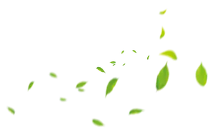 清新绿叶素材免扣