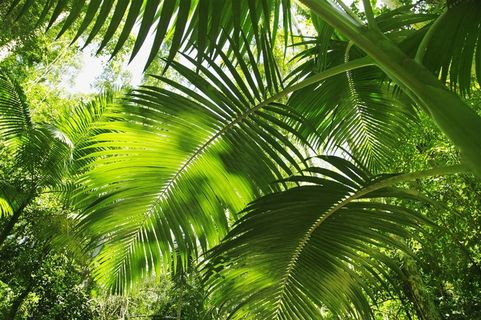 绿色的热带森林