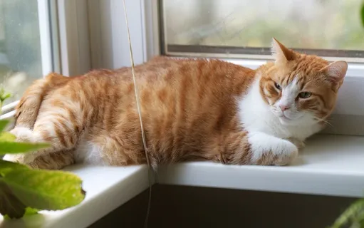 虎斑猫慵懒图片