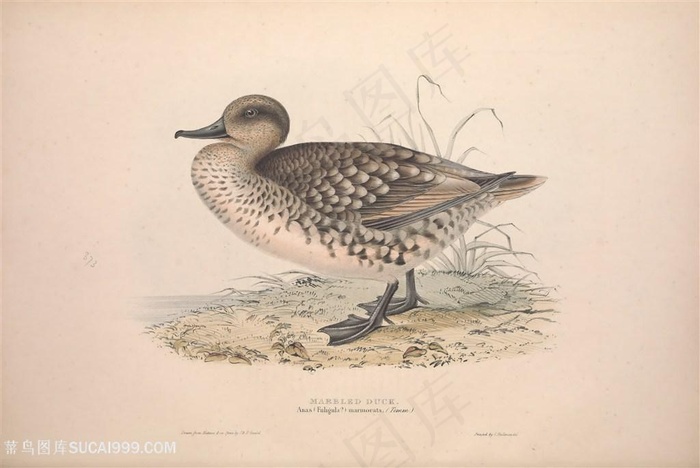 高清手绘鸟横版装饰画