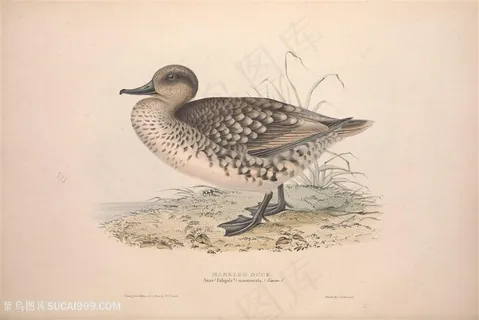 高清手绘鸟横版装饰画