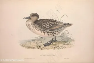 高清手绘鸟横版装饰画