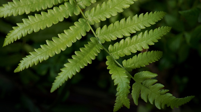 蕨类植物叶子图片