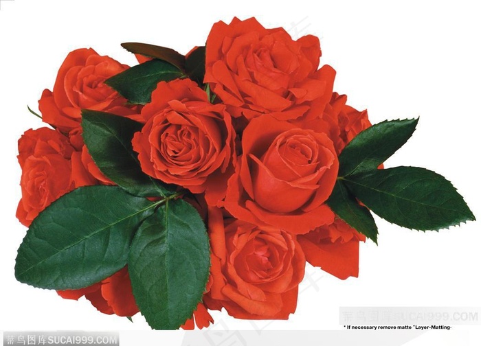 玫瑰花束-一束漂亮的红色玫瑰花