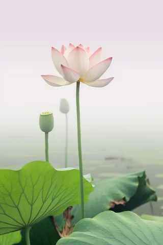 简约清新莲花背景