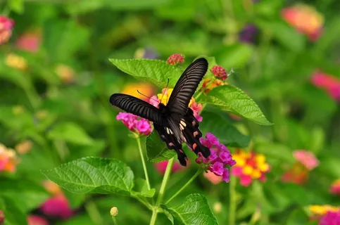 美丽蝴蝶玉带凤蝶素材摄影图
