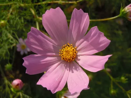 粉色格桑花素材图片 粉色格桑花素材图片