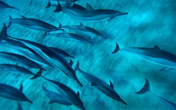 海洋生物海豚素材