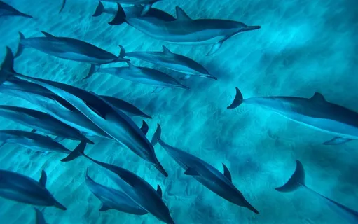 海洋生物海豚素材 海洋生物海豚素材